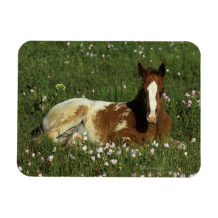 Appaloosa Foal Laying Down in Flowers Magnet