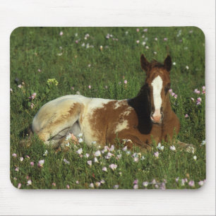 Appaloosa Foal Laying Down in Flowers Mouse Mat