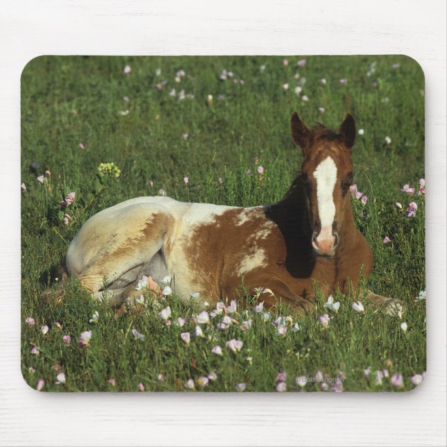 Appaloosa Foal Laying Down in Flowers Mouse Mat (Front)