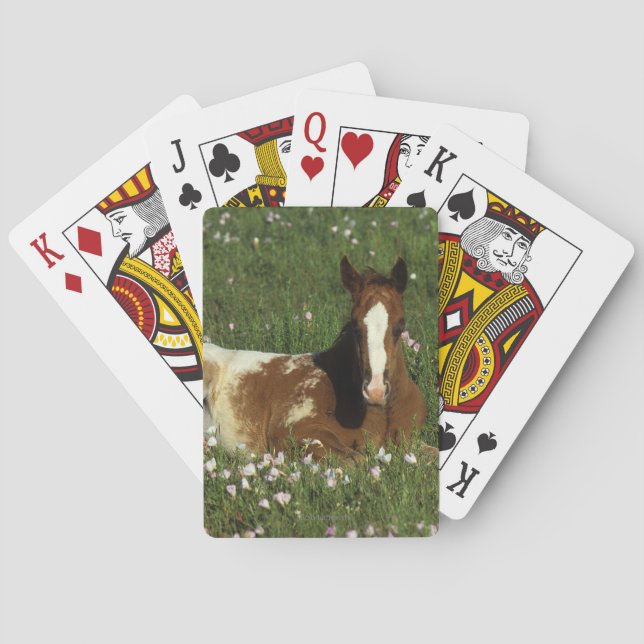 Appaloosa Foal Laying Down in Flowers Playing Cards (Back)