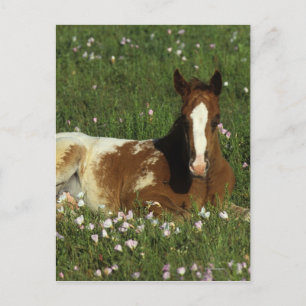 Appaloosa Foal Laying Down in Flowers Postcard