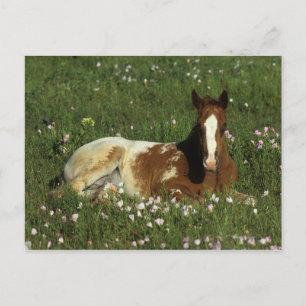 Appaloosa Foal Laying Down in Flowers Postcard