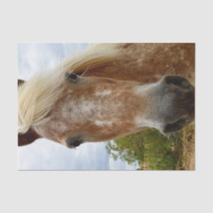 Appaloosa Horse Called Sugar, Tissue Paper