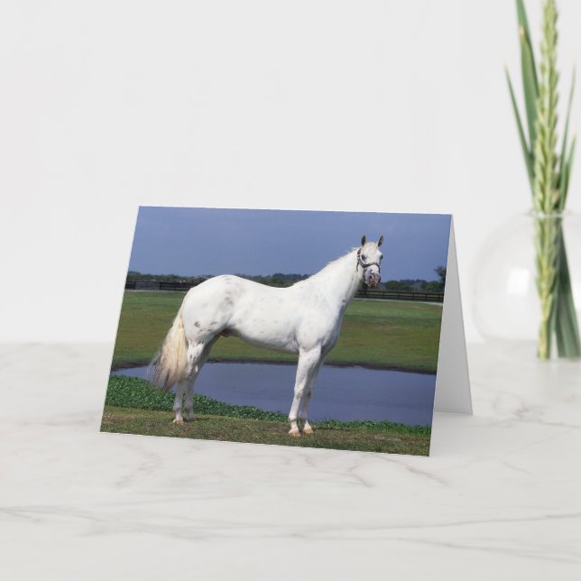 Appaloosa Horse Card (Front)