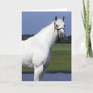 Appaloosa Horse Card