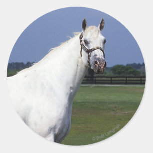 Appaloosa Horse Classic Round Sticker