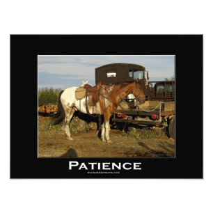 Appaloosa Horse Equine Animal Photo Art Print