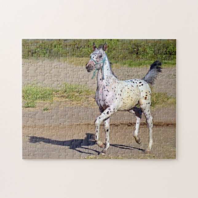 Appaloosa Horse Foal Running Jigsaw Puzzle (Horizontal)
