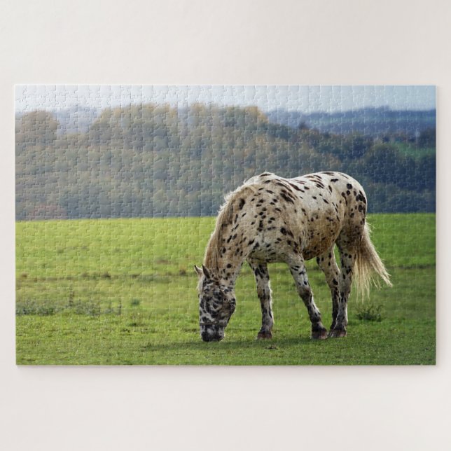 Appaloosa Horse grazing in a field Jigsaw Puzzle (Horizontal)