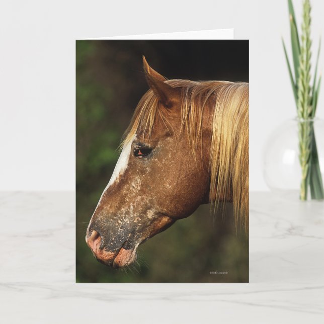 Appaloosa Horse Headshot 1 Card (Front)