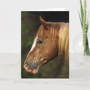 Appaloosa Horse Headshot 1 Card