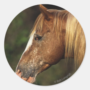 Appaloosa Horse Headshot 1 Classic Round Sticker