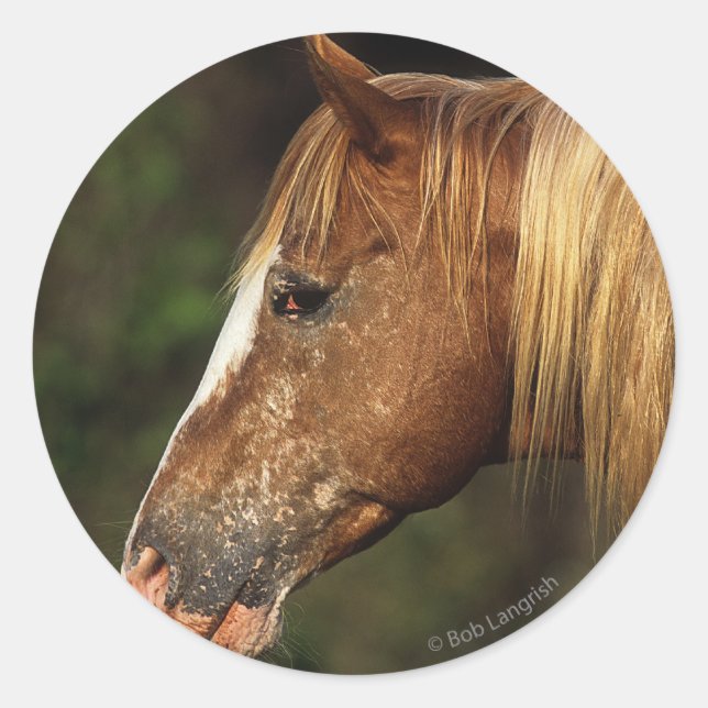 Appaloosa Horse Headshot 1 Classic Round Sticker (Front)