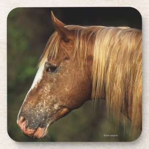 Appaloosa Horse Headshot 1 Coaster