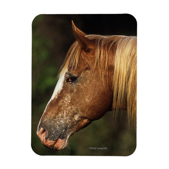 Appaloosa Horse Headshot 1 Magnet (Vertical)
