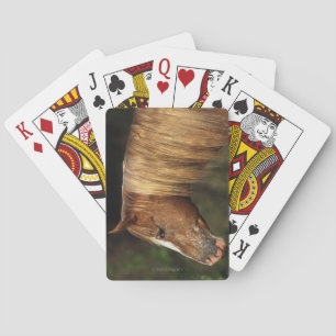 Appaloosa Horse Headshot 1 Playing Cards