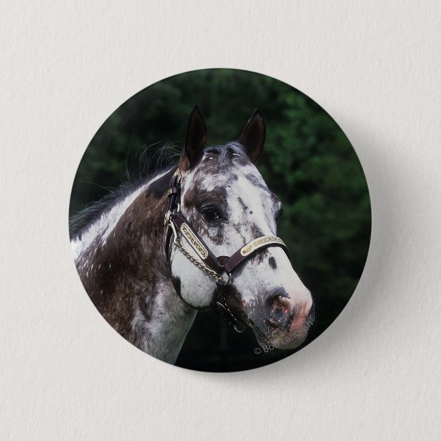 Appaloosa Horse Headshot 2 6 Cm Round Badge (Front)