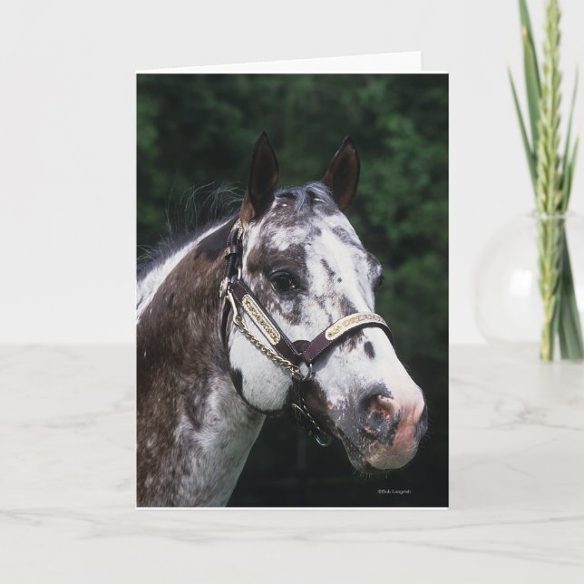 Appaloosa Horse Headshot 2 Card (Front)