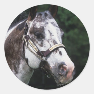 Appaloosa Horse Headshot 2 Classic Round Sticker
