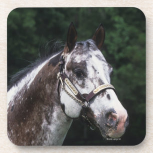 Appaloosa Horse Headshot 2 Coaster