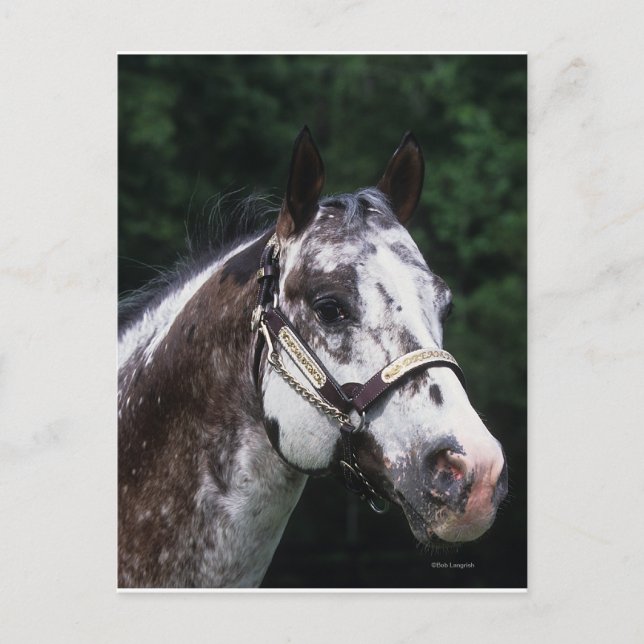 Appaloosa Horse Headshot 2 Postcard (Front)