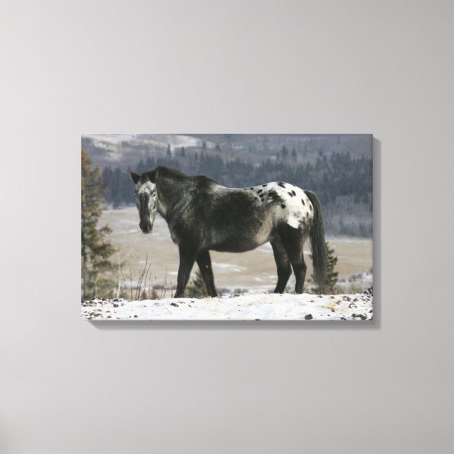 Appaloosa Horse in the Snow Canvas Print (Front)