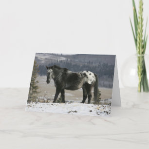 Appaloosa Horse in the Snow Card