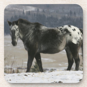 Appaloosa Horse in the Snow Coaster