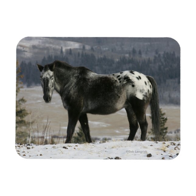 Appaloosa Horse in the Snow Magnet (Horizontal)