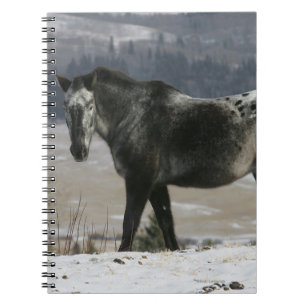 Appaloosa Horse in the Snow Notebook