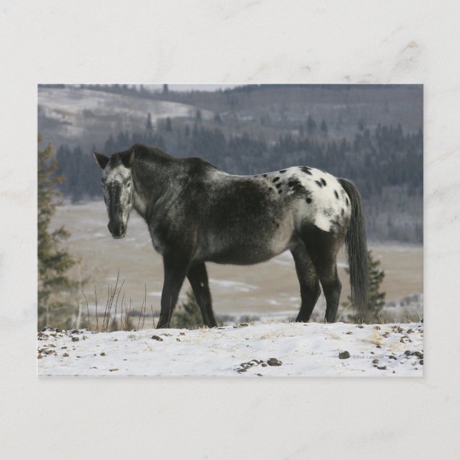 Appaloosa Horse in the Snow Postcard (Front)