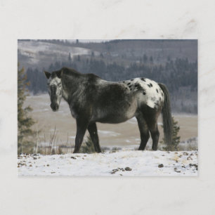 Appaloosa Horse in the Snow Postcard