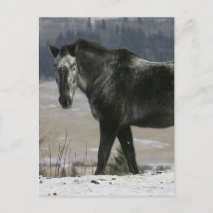 Appaloosa Horse in the Snow Postcard