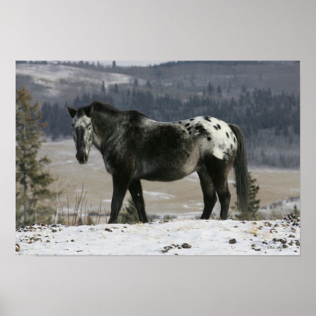 Appaloosa Horse in the Snow Poster (Front)