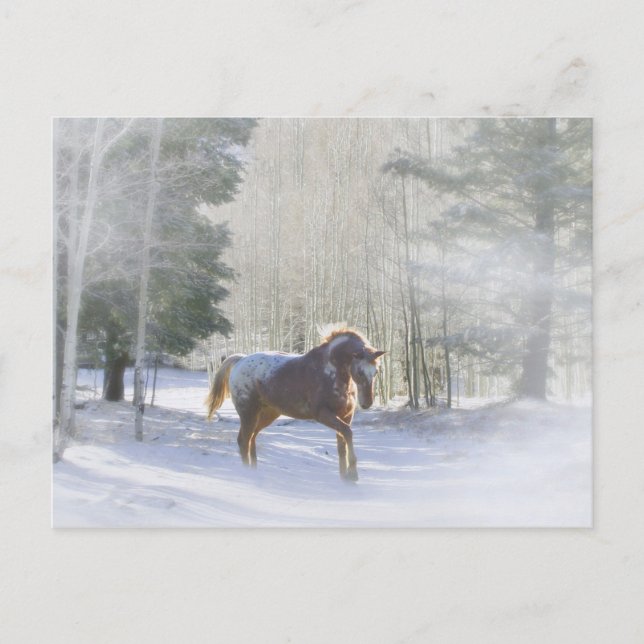 Appaloosa Horse in the Snow Season's Greetings Holiday Postcard (Front)