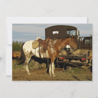 Appaloosa Horse Invitation Cards
