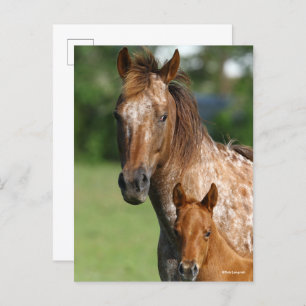 Appaloosa Horse Mare and Foal Headshot Postcard
