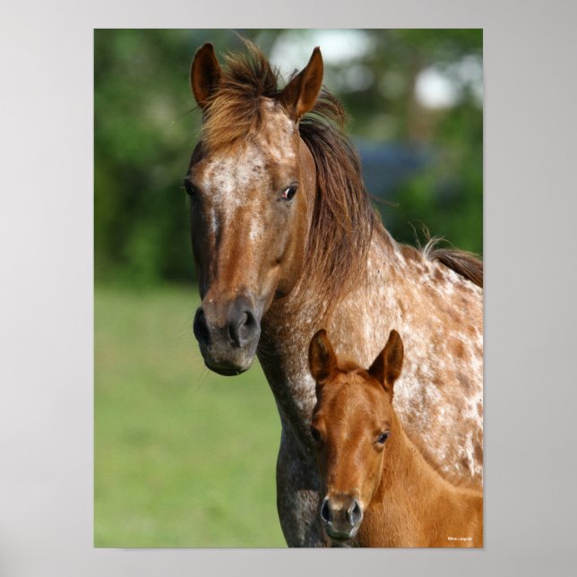 Appaloosa Horse Mare and Foal Headshot Poster (Front)