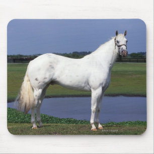 Appaloosa Horse Mouse Mat