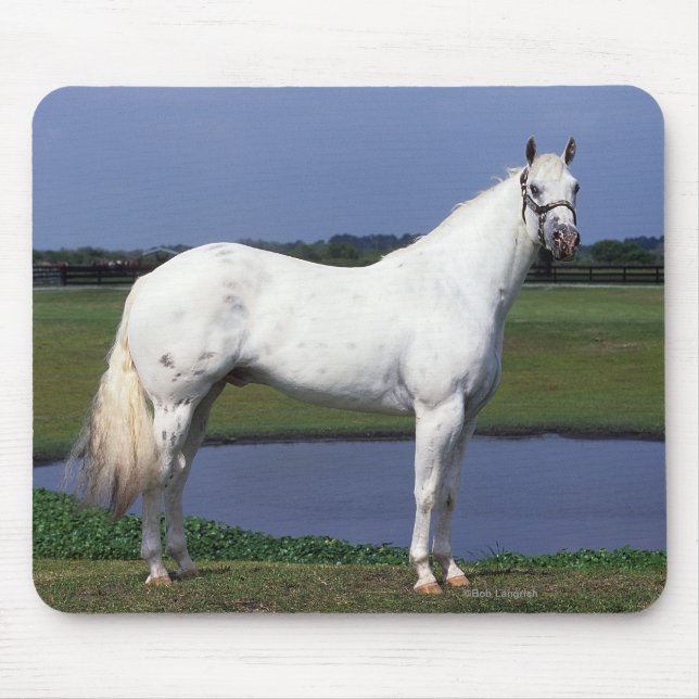 Appaloosa Horse Mouse Mat (Front)