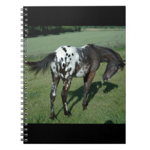 Appaloosa Horse Notebook