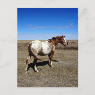 Appaloosa horse on summer prairies postcard