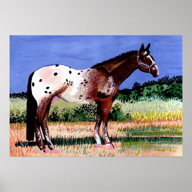Appaloosa Horse Portrait Poster (Front)