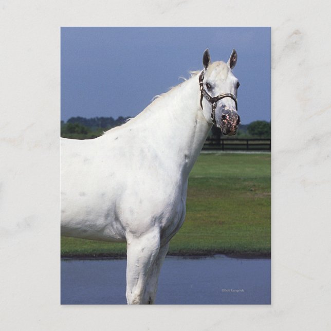 Appaloosa Horse Postcard (Front)