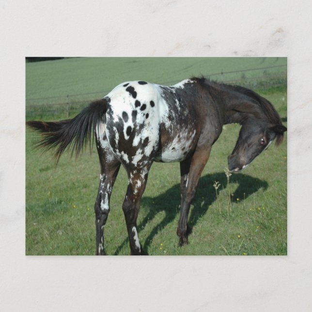 Appaloosa Horse Postcard (Front)