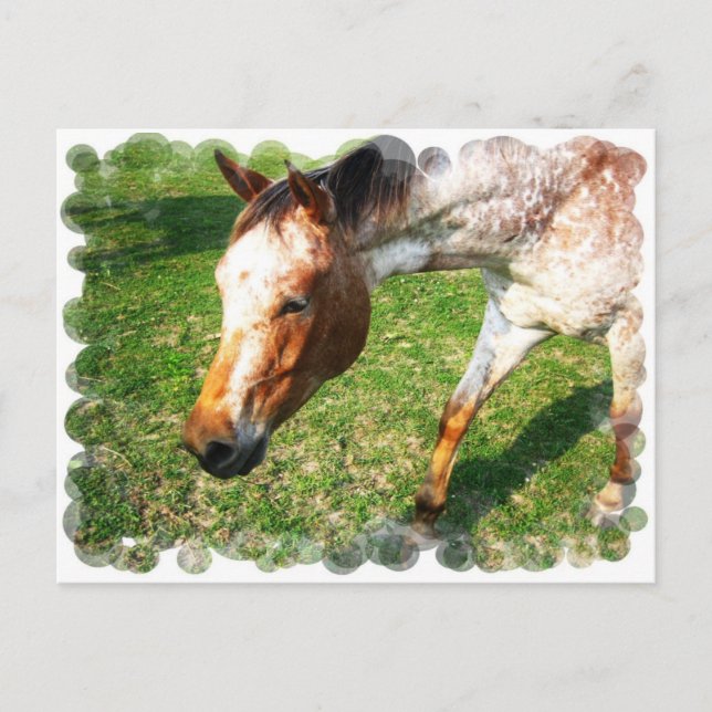Appaloosa Horse Postcard (Front)