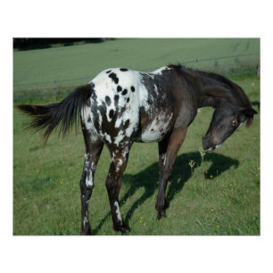 Appaloosa Horse Poster