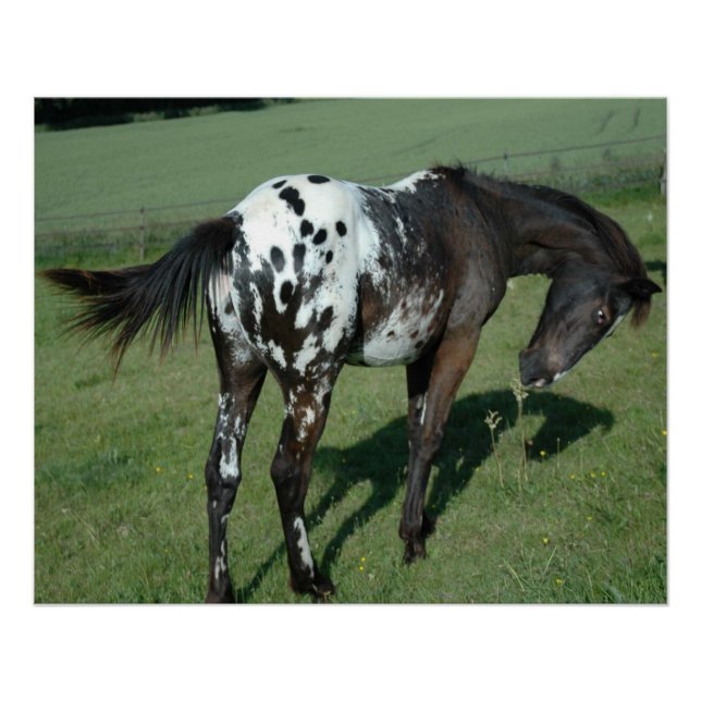 Appaloosa Horse Poster (Front)