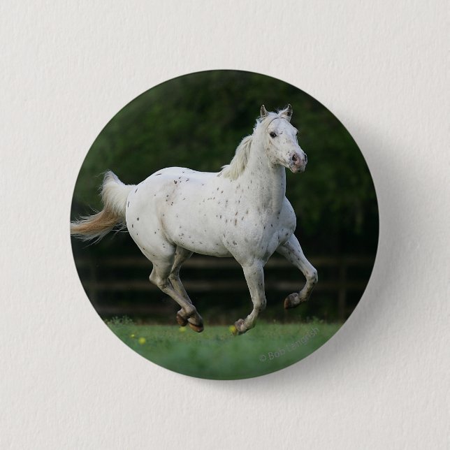 Appaloosa Horse Running 1 6 Cm Round Badge (Front)
