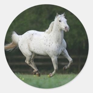 Appaloosa Horse Running 1 Classic Round Sticker